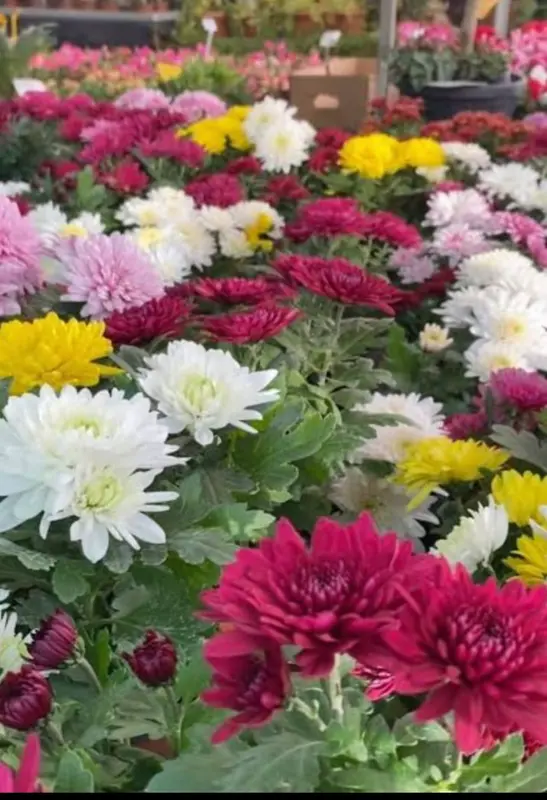 Colorful Chrysanthemum Flower Display