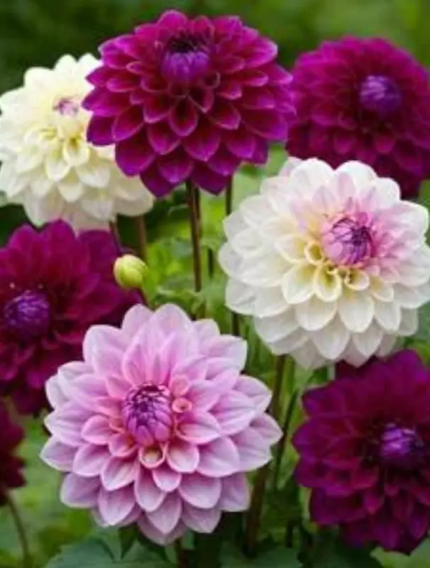 Colorful Dahlias In Full Bloom