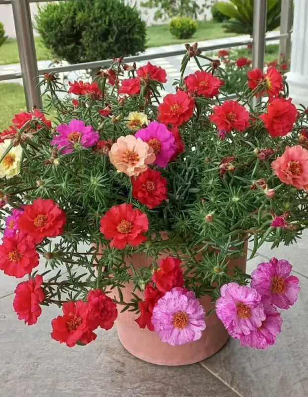 Colorful Flowers In A Pot