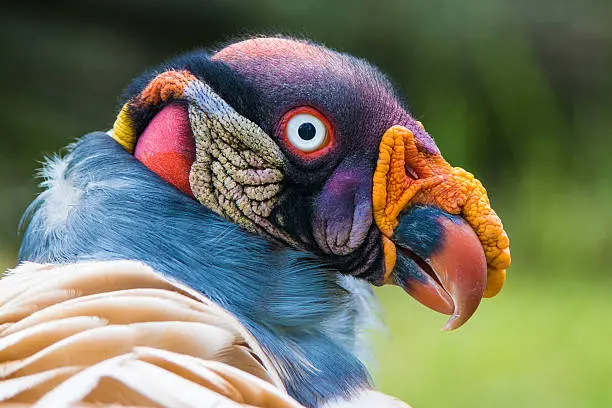 Colorful King Vulture Close-Up