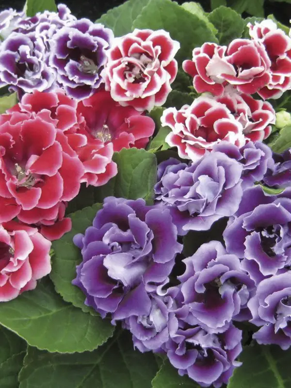 Colorful Layered Flowers Display