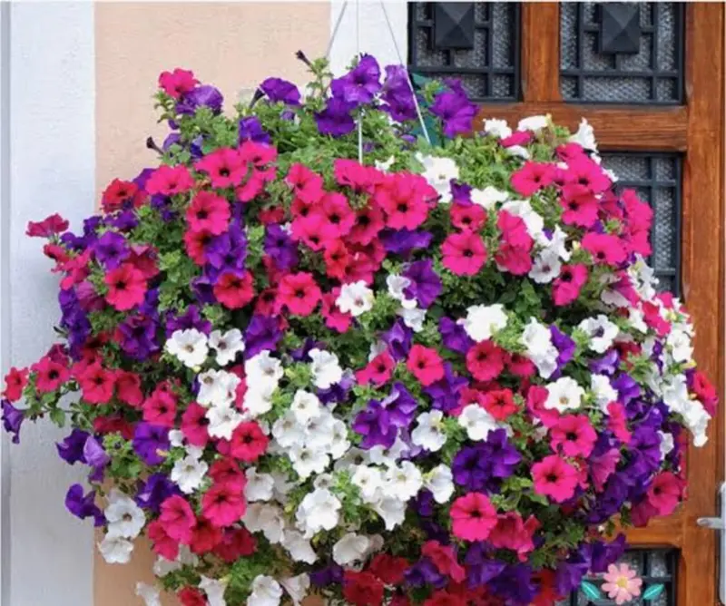 Colorful Petunia Hanging Basket