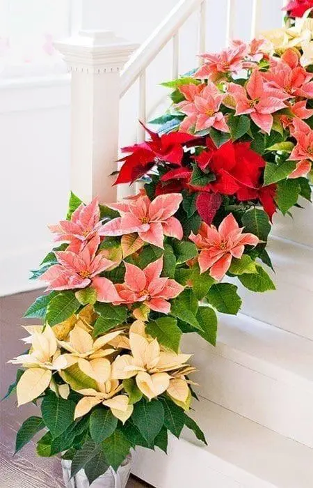 Colorful Poinsettias On Stairs