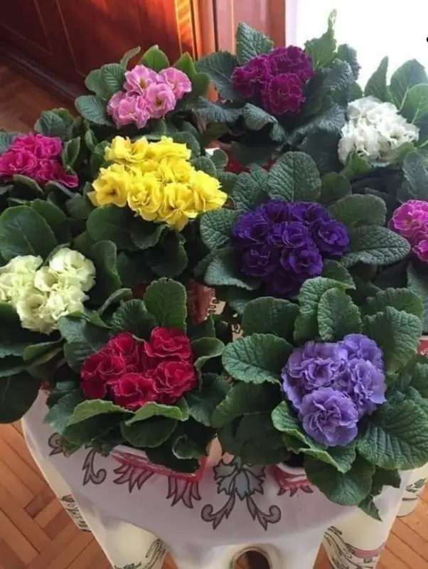 Colorful Potted Floral Arrangement
