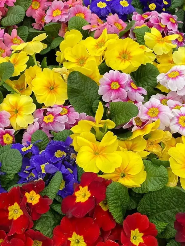 Colorful Primrose Flower Display