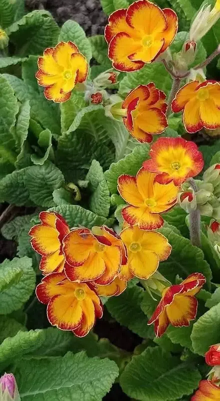 Colorful Primrose Flowers
