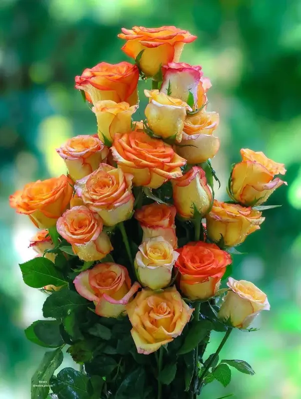 Colorful Rose Bouquet Close-Up