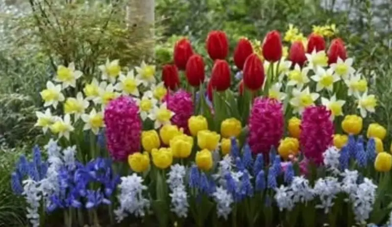 Colorful Spring Flower Bed