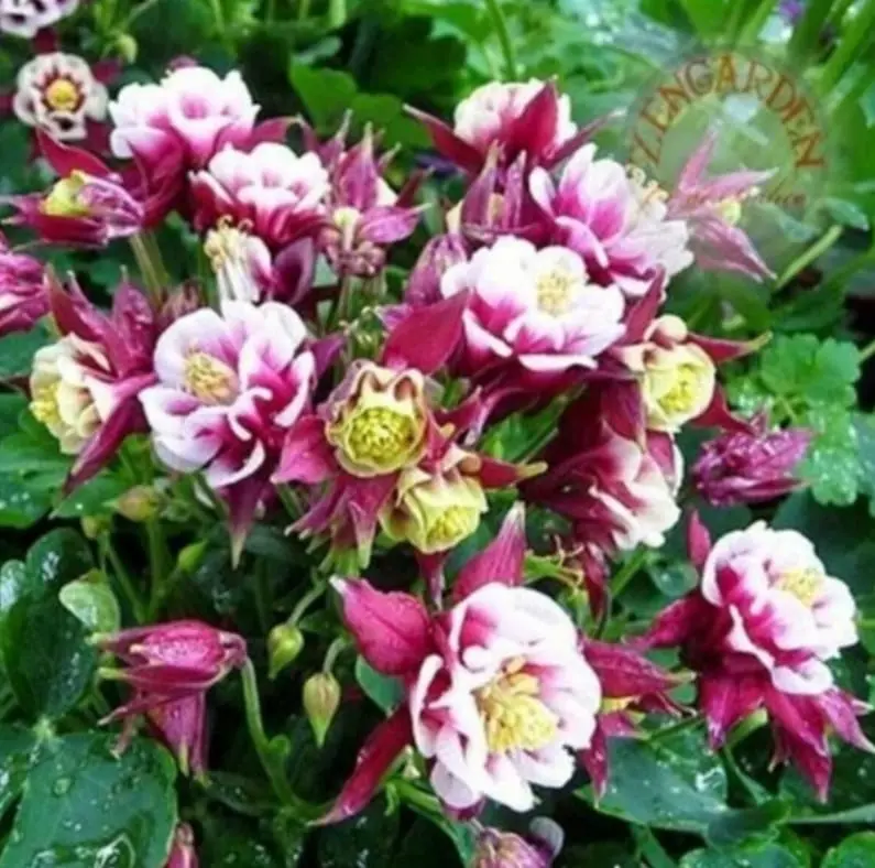 Columbine Flowers In Full Bloom