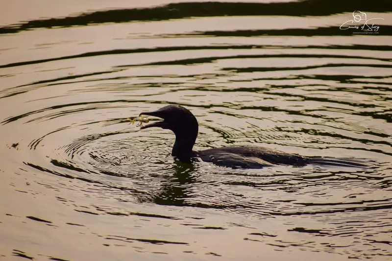 Cormorant With Captured Fish