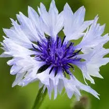 Cornflower's Delicate Blue Petals