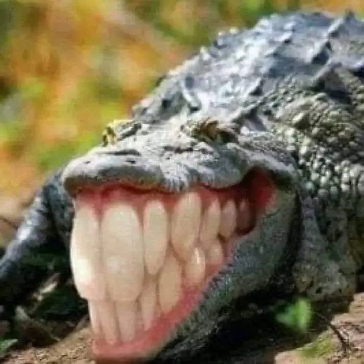 Crocodile With Human Teeth