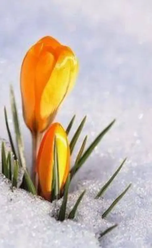 Crocus Blooming Through Snow