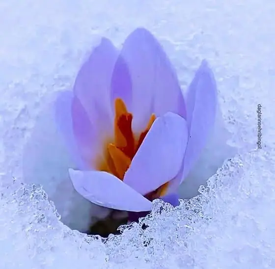 Crocus Blooming Through Snow