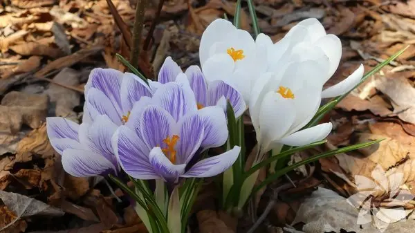 Crocus Flowers In Leaves