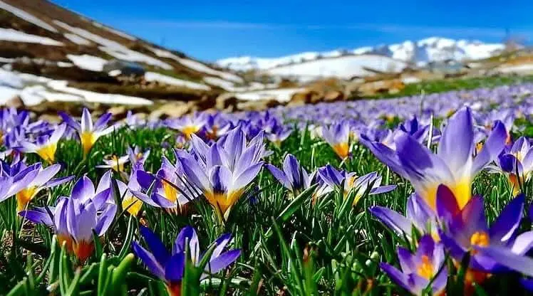 Crocuses In Snow Landscape