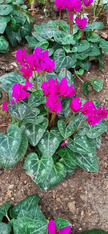 Cyclamen Flowers In Bloom