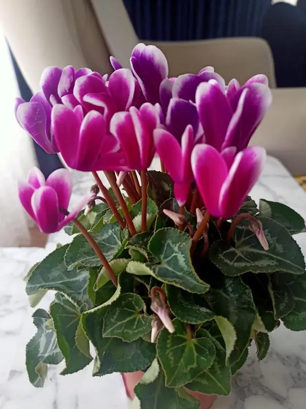 Cyclamen Plant, Close-up Shot