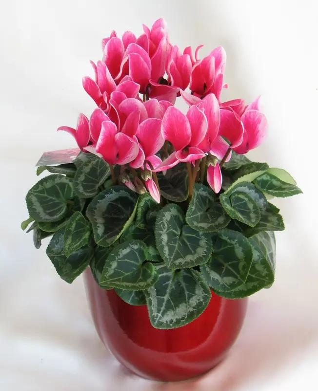 Cyclamen Plant In Red Pot