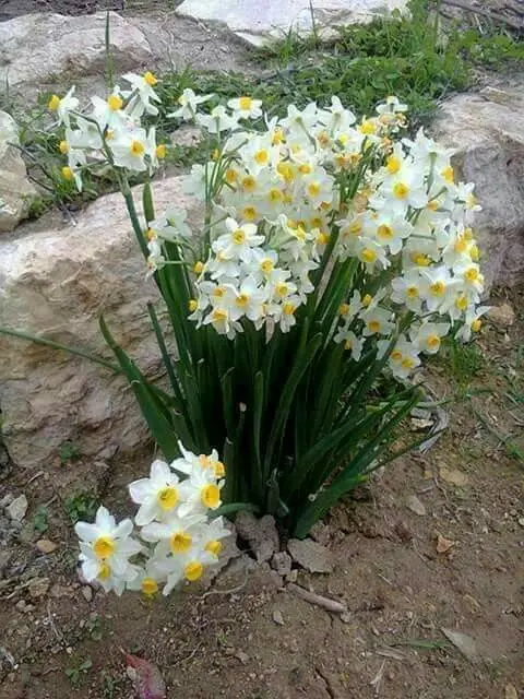 Daffodils Blooming Near Rocks