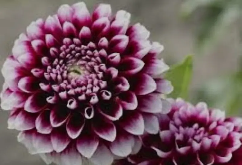 Dahlia Flowers: Deep Red And White