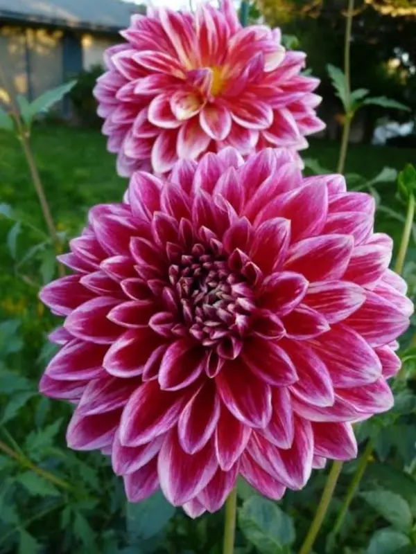 Dahlia Flowers In Bloom