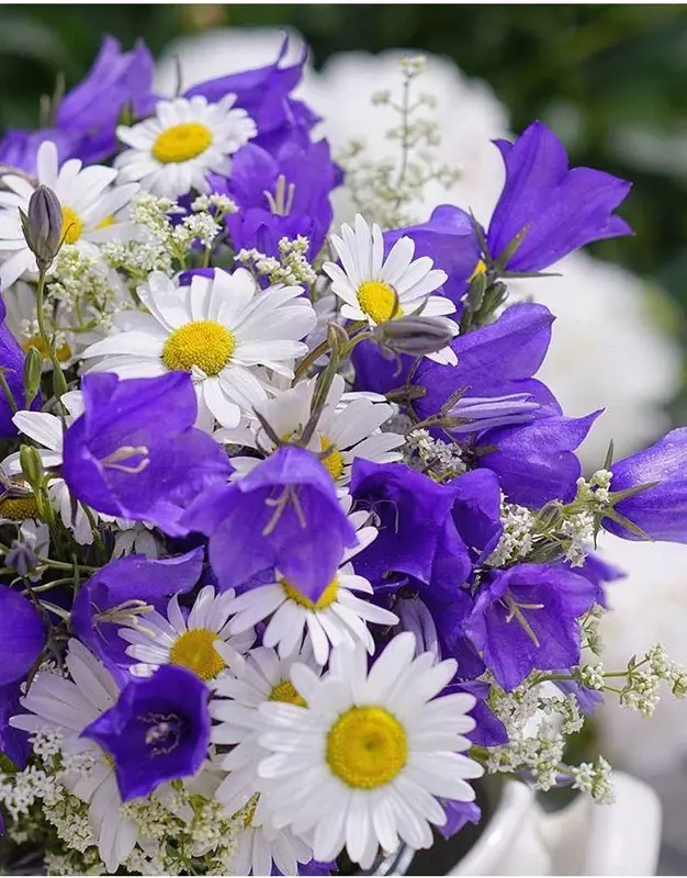 Daisies And Bellflowers Bouquet Closeup