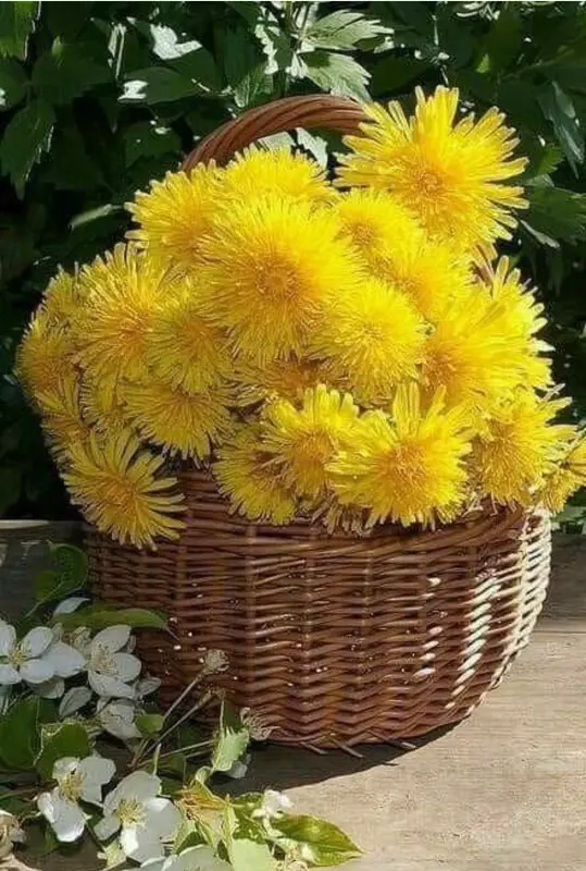 Dandelions In A Wicker Basket