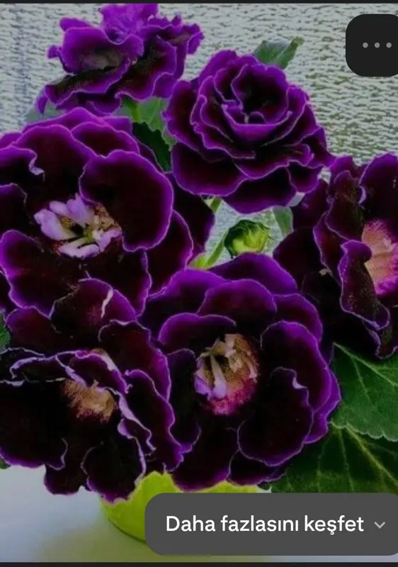 Dark Purple Flowers Close-up