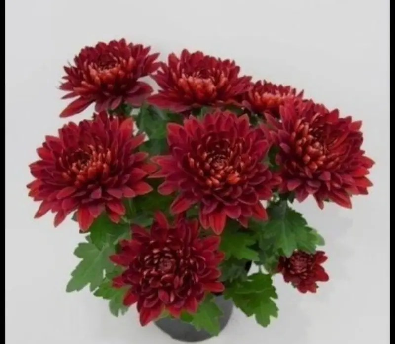 Dark Red Chrysanthemums In Bloom