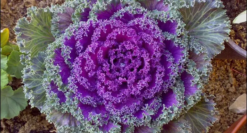 Decorative Cabbage In Full Bloom
