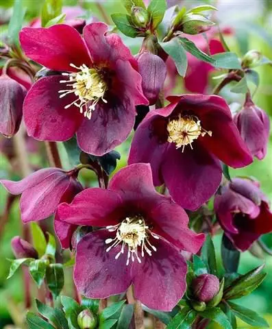 Deep Magenta Hellebore Bloom Cluster