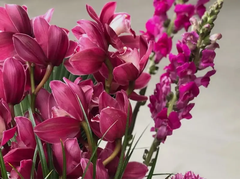 Deep Pink Orchid Snapdragons Display