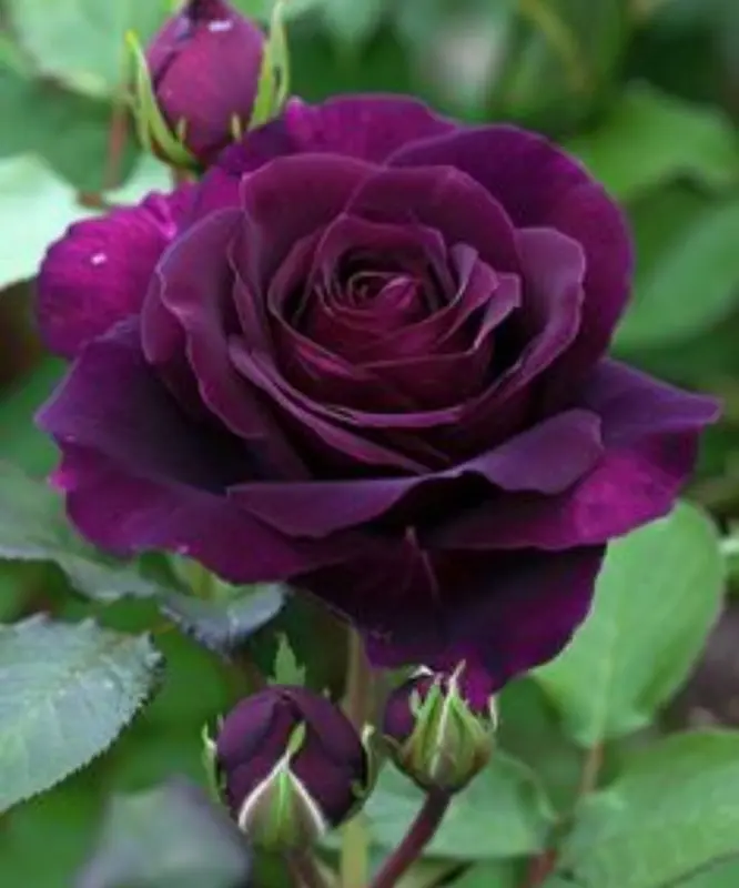 Deep Purple Rose Bloom