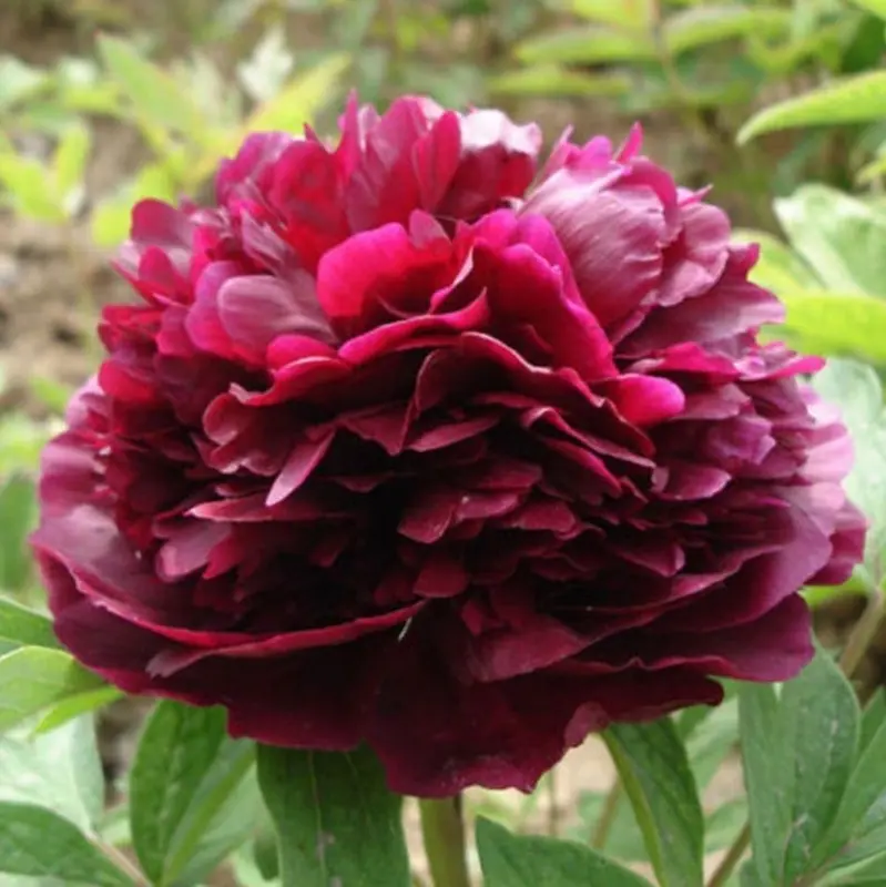 Deep Red Peony Blossom