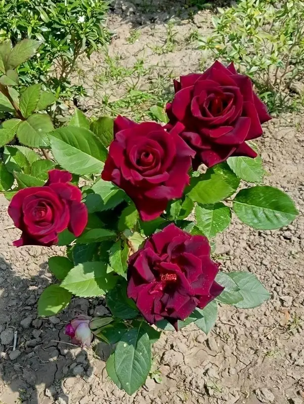 Deep Red Roses Outdoors
