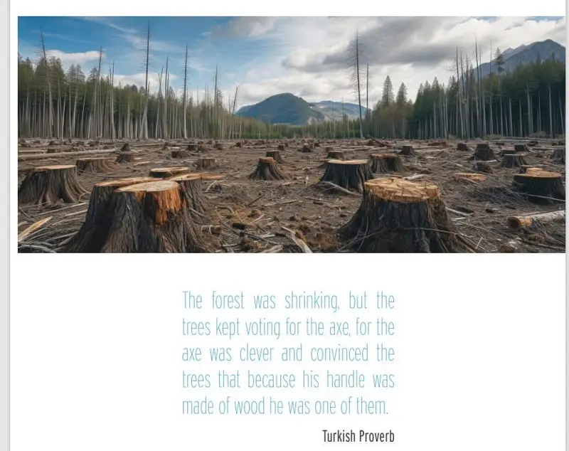 Deforested Forest, Tree Stumps
