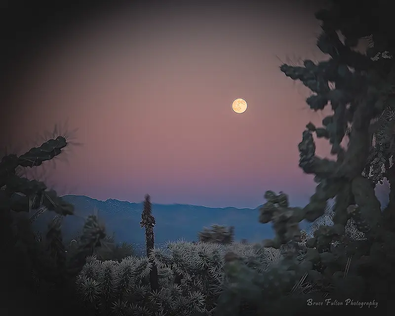 Desert Moonrise with Cactus Silhouette: Real or AI?