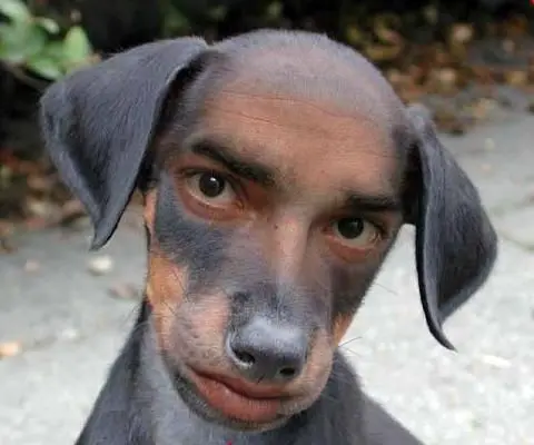 Dog Body Human Face Composite