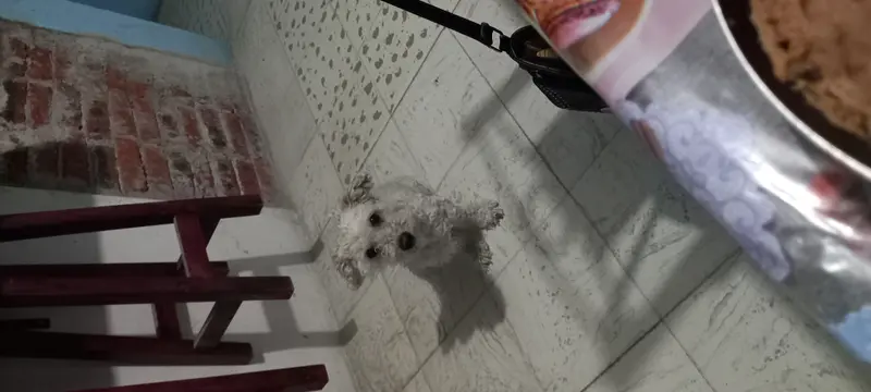 Dog Looking Up At Camera