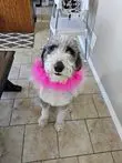 Dog with Pink Fluffy Collar