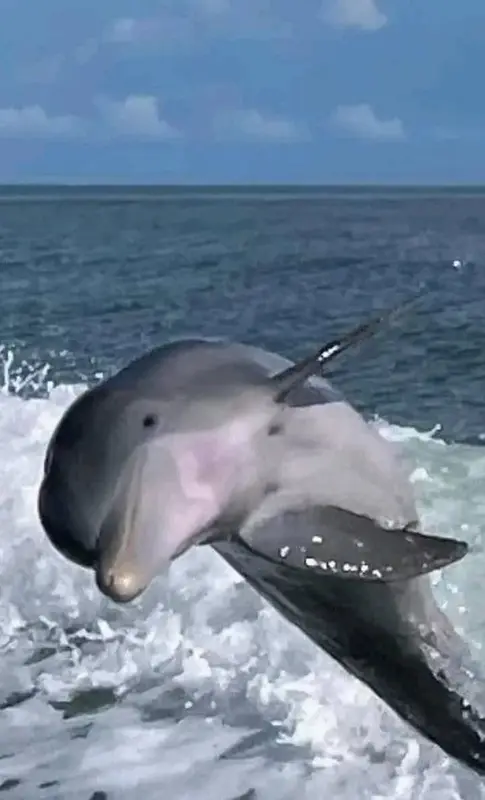 Dolphin Jumping In Ocean