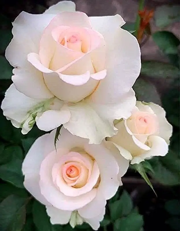 Elegant White And Pink Roses