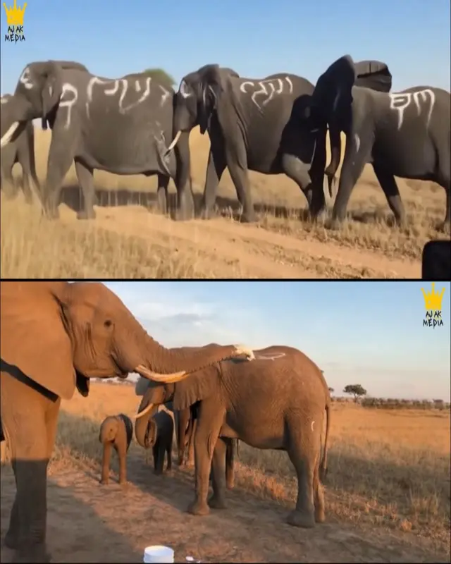 Elephants In Natural Habitat