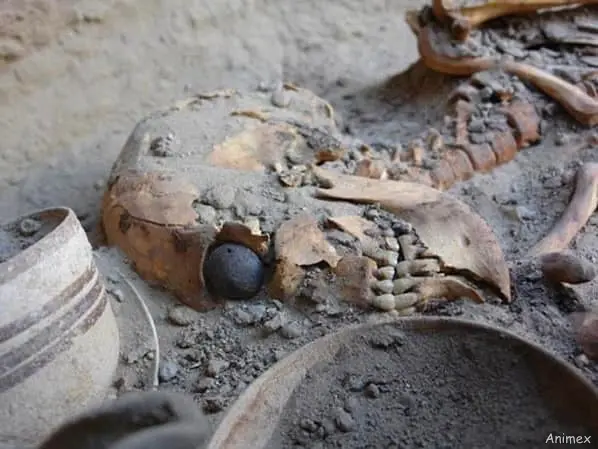 Excavated Archaeological Skeleton Remains