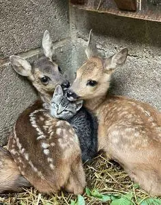 Fawns Cuddling With Kitten