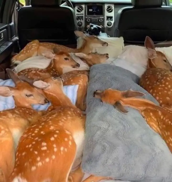 Fawns Resting Inside Vehicle