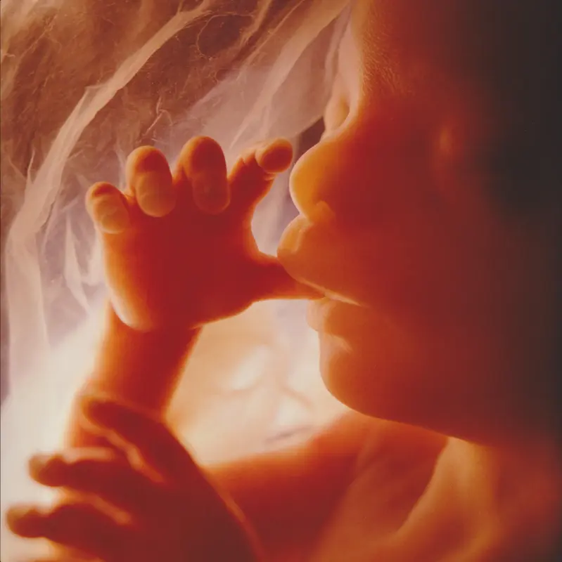 Fetus Sucking Finger