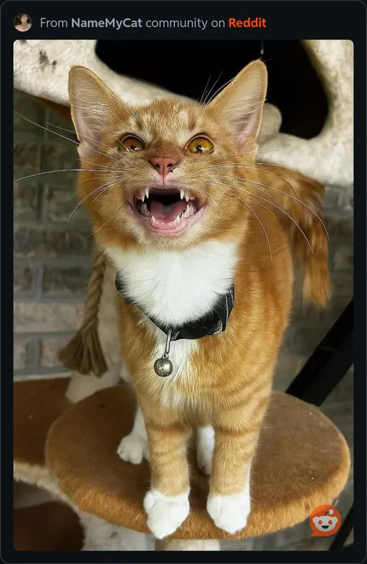 Fierce Cat Showing Teeth