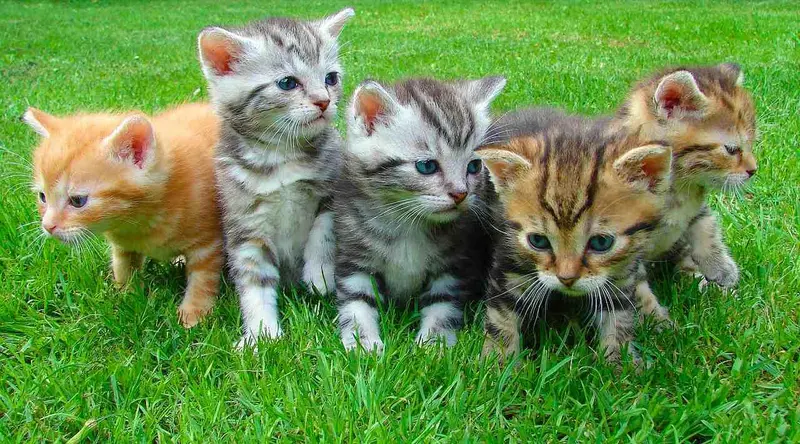 Five Kittens On Grass